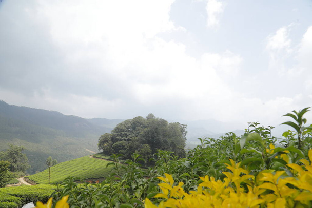 Granja de plantación de té Munnar Kerala India - Foto, imagen