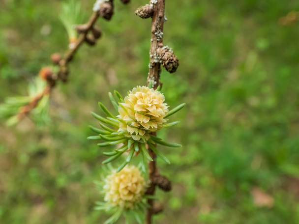 Close-up shot of the young female cones of the Kurile larch (Larix gmelini var. japonica). The specific variety of the Dahurian larch or Gmelin larch - Photo, Image