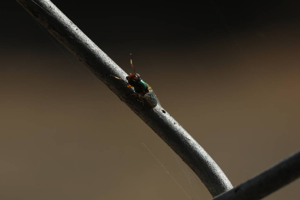 Hyönteinen lentää metalli aidan - Valokuva, kuva