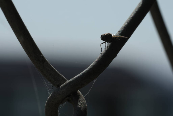 Комахи літають на металевому паркані
 - Фото, зображення
