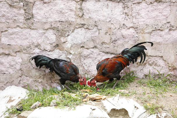 Tavuklar çöpten besleniyor. - Fotoğraf, Görsel
