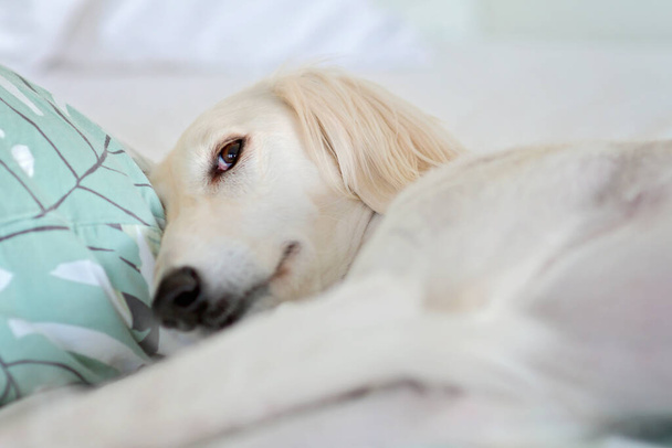 Increíbles e intensos ojos de perro de raza pura adorable saluki blanco / galgo persa. Una perra feliz y relajada en casa en Finlandia - Foto, Imagen