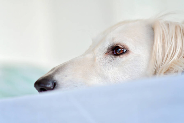 Дивовижні і інтенсивні очі собак чистокровного білого салукі / перського сірого пса. Щаслива, розслаблена жінка - собака у Фінляндії. - Фото, зображення