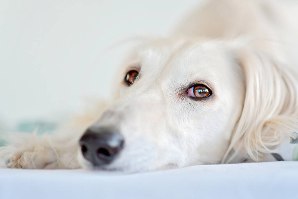 Úžasné a intenzivní psí oči čistokrevného rozkošného bílého saluki / perského chrta. Šťastná, uvolněná fena doma ve Finsku - Fotografie, Obrázek