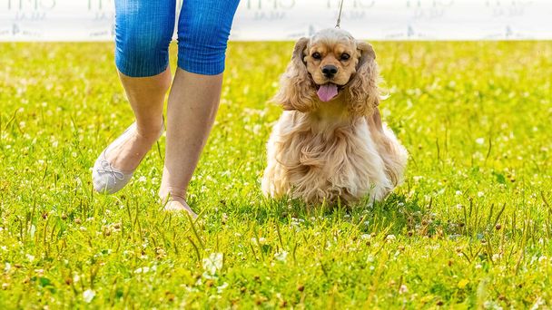 Americano Cocker Spaniel cane accanto alla sua amante durante una passeggiata nel parco - Foto, immagini
