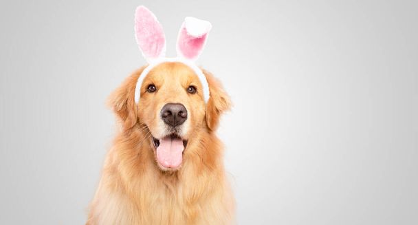Happy Golden retriever cão coelho vestido orelhas coelho Páscoa feriado no fundo cinza branco isolado - Foto, Imagem