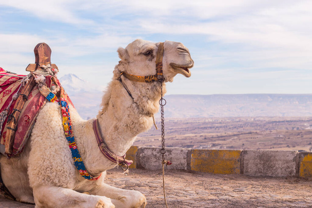 camel in cappadocia rock landscapes, in Anatolia. Turkey - Фото, зображення