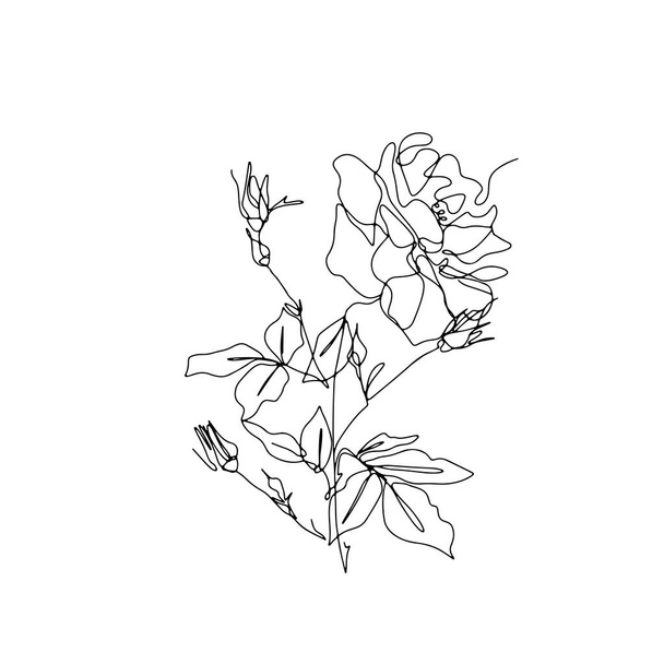 One single line rose flower drawing. - Vetor, Imagem