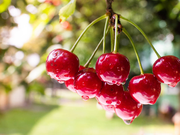 Деталь стиглого червоного вишні на вишневому дереві
 - Фото, зображення