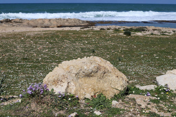 北イスラエルの地中海沿岸の都市公園内の大きな石.  - 写真・画像