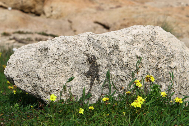 Grandes piedras en un parque de la ciudad a orillas del mar Mediterráneo en el norte de Israel.  - Foto, imagen