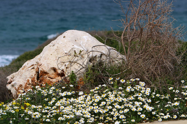 Grandes pedras em um parque da cidade nas margens do Mar Mediterrâneo no norte de Israel.  - Foto, Imagem
