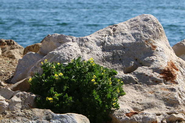 Suuret kivet kaupungin puistossa Välimeren rannalla Pohjois-Israelissa.  - Valokuva, kuva