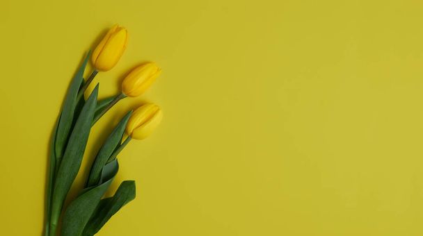 Yellow tulips on a blue background. Spring flowers as a symbol of Ukrain - Fotoğraf, Görsel