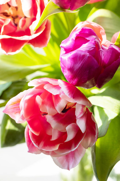 Close-up pink and purple isolated tulp flowers. - Photo, Image