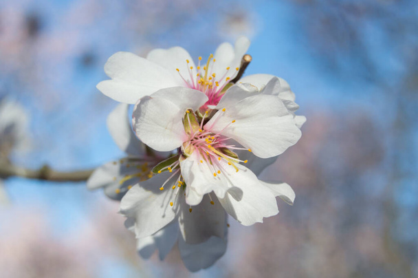 θέα closeup άνθη αμυγδάλου με φόντο θαμπάδα - Φωτογραφία, εικόνα