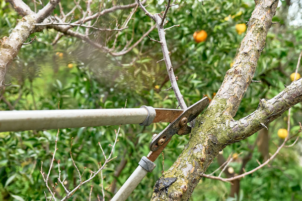 Seasonal pruning of fruit trees with long shears in the orchard.Taking care of garden.Spring gardening. - Foto, Bild