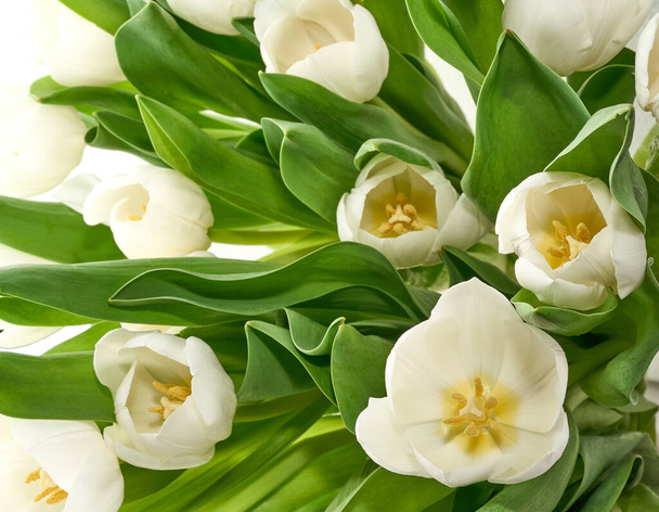 bílé tulipány, samostatný - Fotografie, Obrázek