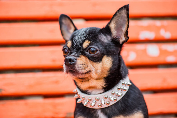 Beyaz yakalı bir köpek. Turuncu ahşap arka planda köpek cinsi Chihuahua siyah rengi.. - Fotoğraf, Görsel