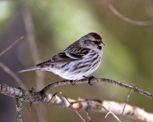 Vörös poll madár ült egy homályos erdei háttér környezetében és élőhelye körül. Finch Portré. - Fotó, kép