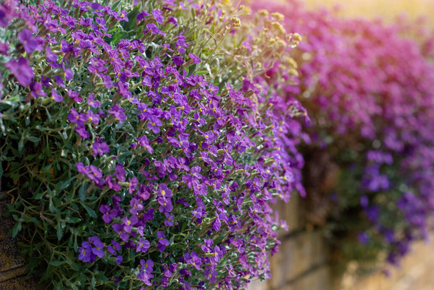 Udekoruj wiosną fioletowe kwiaty Aubrieta na ogrodzeniu - Zdjęcie, obraz