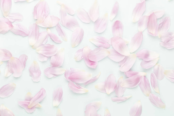 Pink tulip petals on pastel background. - Фото, изображение