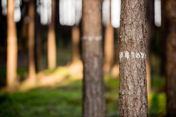 Pine forest, close up trees. Wilderness park, nature.  - Photo, Image