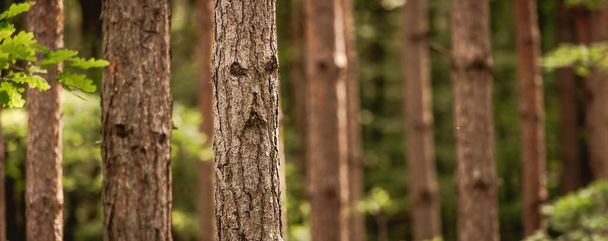 Pine forest, close up trees. Wilderness park, nature.  - Foto, Imagen