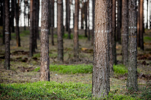 Pine forest, close up trees. Wilderness park, nature.  - Fotoğraf, Görsel