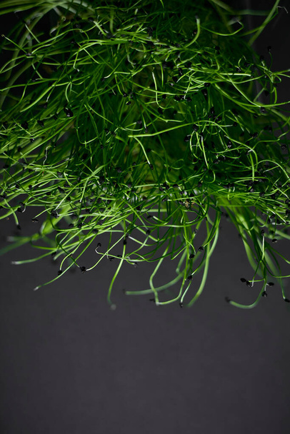 Свіжа зелена рослина мікроцибуля росте на чорному тлі, Копіювати простір
 - Фото, зображення