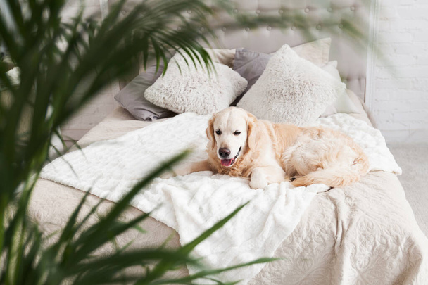 Golden retriever kiskutya fényűző élénk színek klasszikus eklektikus stílusú hálószoba king-size ágy és zöld trópusi növények. Háziállat barát hotel vagy otthoni szoba. - Fotó, kép