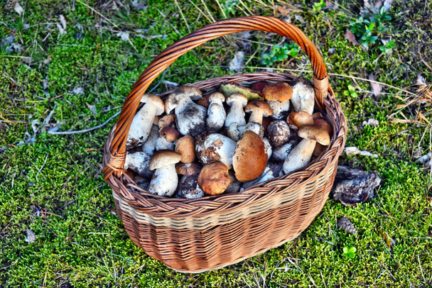 Paljon syksyn sieniä Puolan metsässä - Valokuva, kuva