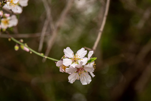 Красивые, нежные, белые и розовые ранней весной миндаль цветет в северном Израиле - Фото, изображение