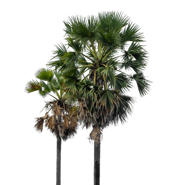 Grupa palm. Krajobraz drzewa wysokiej rozdzielczości odizolowany na białym tle do druku i strony internetowej z wyciętymi ścieżkami i kanałami alfa. - Zdjęcie, obraz