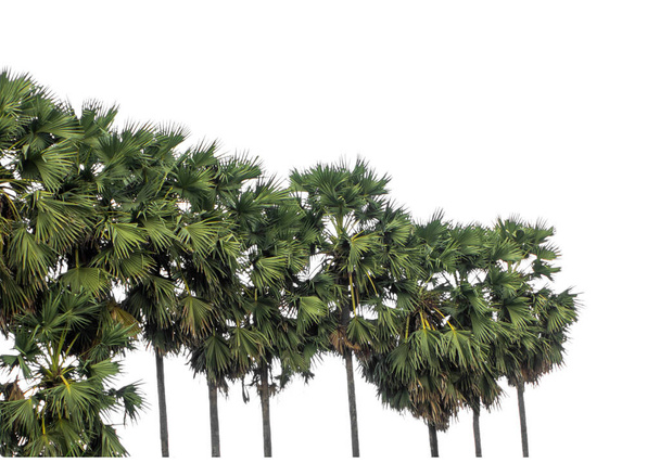 Groupe de palmiers. Paysage arborescent haute résolution isolé sur fond blanc pour impression et page web avec chemins de coupe et canaux alpha. - Photo, image
