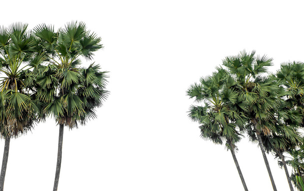 Grupa palm. Krajobraz drzewa wysokiej rozdzielczości odizolowany na białym tle do druku i strony internetowej z wyciętymi ścieżkami i kanałami alfa. - Zdjęcie, obraz