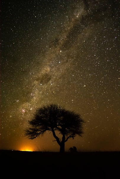 Vía Láctea, Paisaje nocturno con Caldn, árbol típico de la llanura pampeana, La Pampa, Argentina  - Foto, imagen