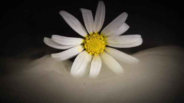 Wonderful Fresh Chamomile Flower in Gray Smoke Footage. - Footage, Video