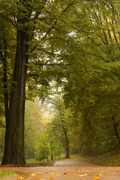 Late autumn - Fotografie, Obrázek