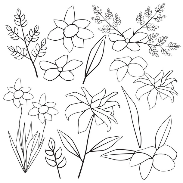 Cosmos Lily Tiger Champa Daffodil Leaf Flower Floral Silhouette Outline Line Element - ベクター画像