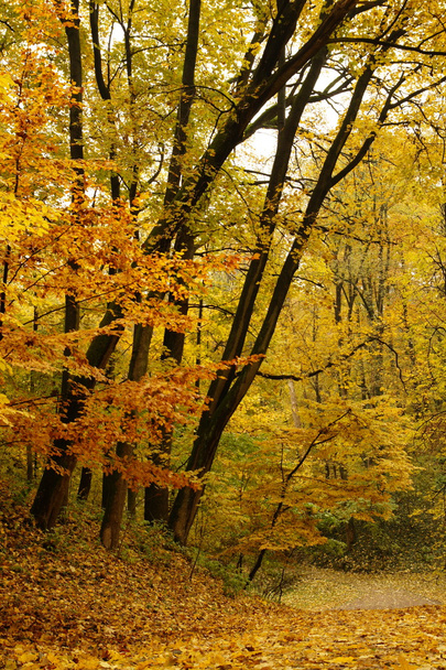 Autumn scenery - Foto, imagen