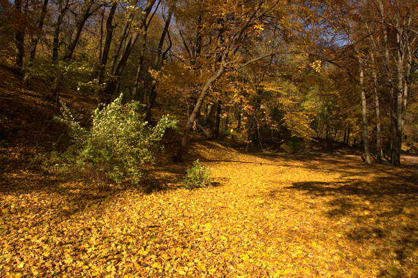 Beautiful gold fall - Foto, afbeelding