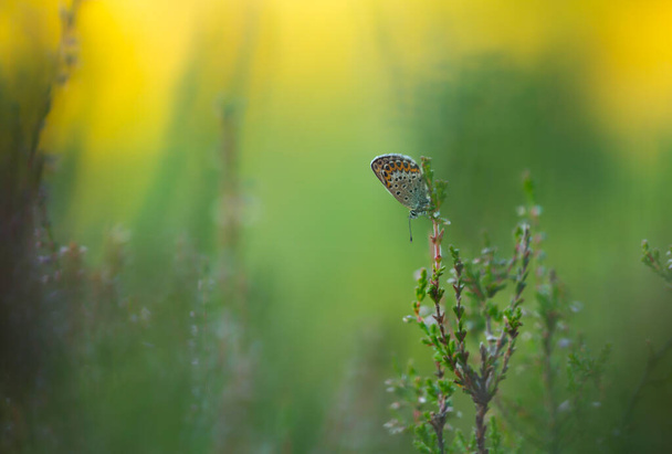 Bleu argenté, Plebejus argus reposant sur une plante de bruyère photographiée tôt le matin, ce papillon est commun en Suède - Photo, image