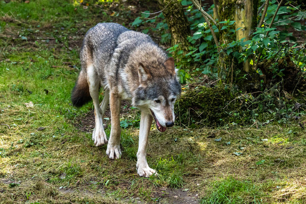 El lobo, Canis lupus, también conocido como lobo gris o lobo de madera, es un canino nativo de las áreas salvajes y remotas de Eurasia y América del Norte.. - Foto, Imagen