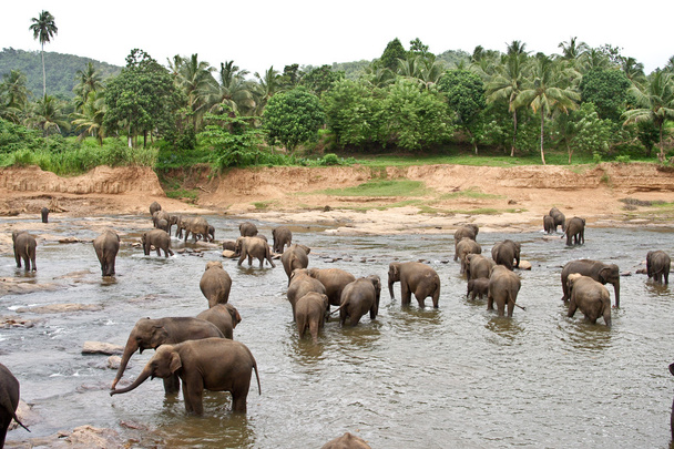 elefants στον ποταμό χαλαρωτικό και αγκαλιάζει με τους russels - Φωτογραφία, εικόνα