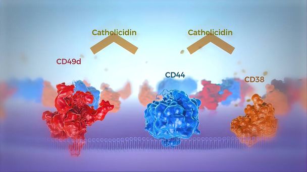 Cutaway näkymä ihmisen solukalvon punainen ja sininen osoittavat transmembraani proteiineja. 3d kuva. Lipid kaksikerroksinen liukoinen läpi proteiinikanavan - Valokuva, kuva