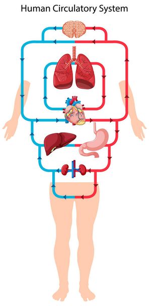 Диаграмма, показывающая приток крови к иллюстрации человеческого сердца
 - Вектор,изображение