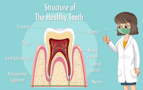 Infographic of human in structure of the healthy tooth illustration - Vector, Image