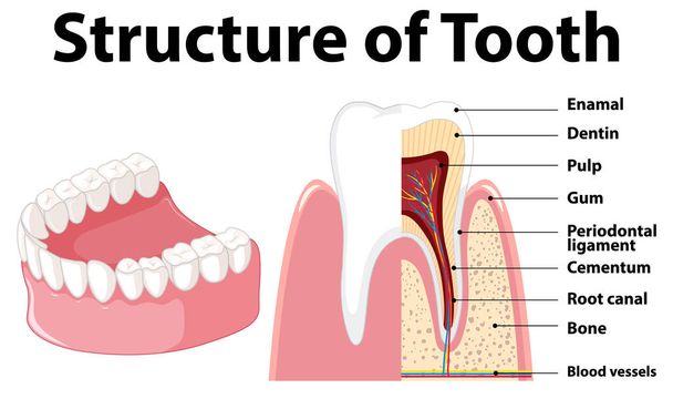 Infografik des Menschen in der Struktur der Zahnillustration - Vektor, Bild