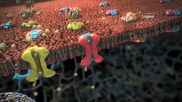 Proteinlerin bir hücrede toplanması ve işlevi - Fotoğraf, Görsel